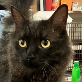 Onyx -  Domestic Medium Hair Cat for Adoption in Las Cruces, New Mexico - Onyx | PetCurious