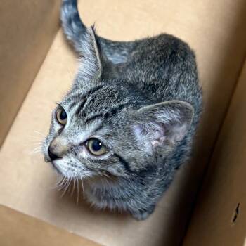 Rescue Domestic Short Hair Cats for Adoption in Yuma, Arizona - Dorito | PetCurious