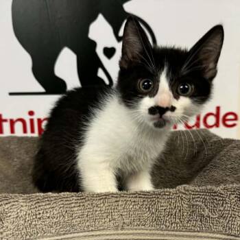 Cup -  Domestic Short Hair Cat for Adoption in Incline Village, Nevada - Cup | PetCurious