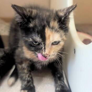 Snickerdoodle -  Domestic Short Hair Cat for Adoption in Burlington, Ontario - Snickerdoodle | PetCurious
