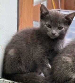Cloud -  Domestic Short Hair Cat for Adoption - Cloud | PetCurious