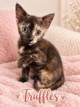 Truffle -  Tortoiseshell Cat for Adoption in Dickinson, Texas - Truffle | PetCurious