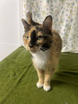 Tiana -  Domestic Short Hair Cat for Adoption in Upper Sandusky, Ohio - Tiana | PetCurious