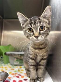 Melrose -  Domestic Short Hair Cat for Adoption in Westland, Michigan - Melrose | PetCurious