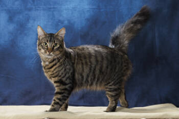 Rescue Domestic Medium Hair and Domestic Short Hair Cats for Adoption in Chesapeake, Virginia - Diagon | PetCurious