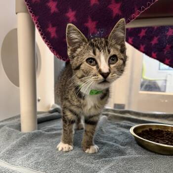 Ella -  Domestic Short Hair Cat for Adoption in Fort Wayne, Indiana - Ella | PetCurious
