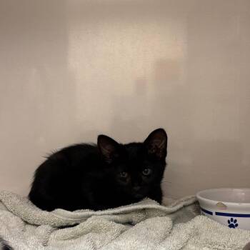 Tove -  Domestic Short Hair Cat for Adoption in Redwood City, California - Tove | PetCurious
