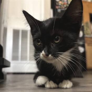 Vermithor -  Domestic Short Hair Cat for Adoption in Bentonville, Arkansas - Vermithor | PetCurious