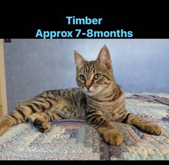 Domestic Short Hair Cats Available for Adoption in Oxford, Pennsylvania - Timber | PetCurious