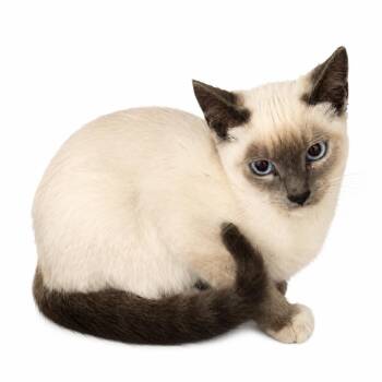 Happy -  Domestic Short Hair Cat for Adoption in Los Angeles, California - Happy | PetCurious