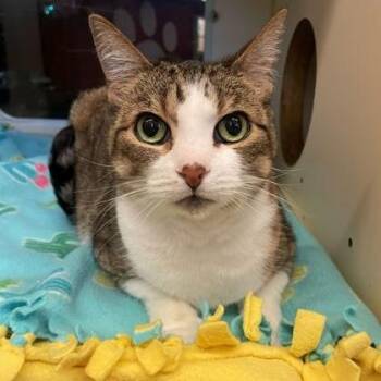 Cleo -  Domestic Short Hair Cat for Adoption in Rochester, Minnesota - Cleo | PetCurious