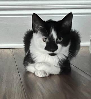 Lungo -  Domestic Short Hair Cat for Adoption in Spencerville, Ontario - Lungo | PetCurious