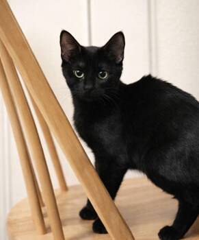 Domestic Short Hair Cats Available for Adoption in Chandler, Arizona - Licorice Puffin | PetCurious