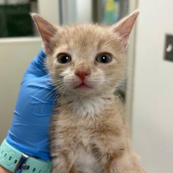Poppi -  Domestic Short Hair Cat for Adoption in Harrisonburg, Virginia - Poppi | PetCurious