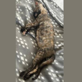 Pip -  Domestic Short Hair Cat for Adoption in Pleasant Hill, California - Pip | PetCurious