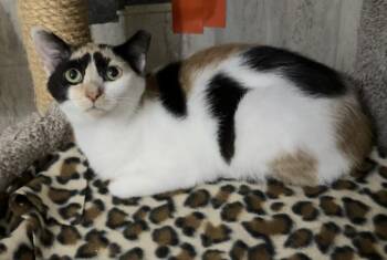 Nina -  Calico and Domestic Short Hair Cat Available for Adoption in Dublin, Ohio - Nina | PetCurious