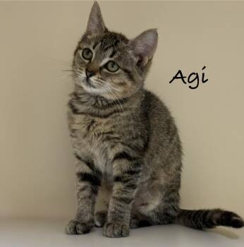 Agi -  Domestic Short Hair Cat for Adoption in Pawleys Island, South Carolina - Agi | PetCurious