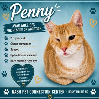 PENNY  Available NOW - ADOPTION or RESCUE! -  Domestic Short Hair Cat for Adoption in Nashville, North Carolina - PENNY  Available NOW - ADOPTION Or RESCUE! | PetCurious