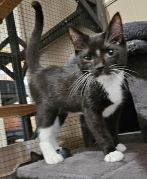 Zero -  Domestic Short Hair Cat for Adoption in Dyersburg, Tennessee - Zero | PetCurious