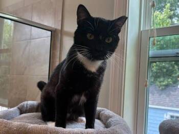 Junior Mint -  Domestic Short Hair Cat for Adoption in Raleigh, North Carolina - Junior Mint | PetCurious