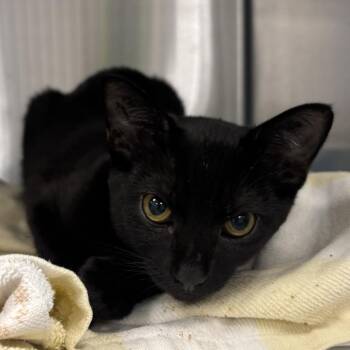 Ignacio -  Domestic Short Hair Cat for Adoption in Bentonville, Arkansas - Ignacio | PetCurious