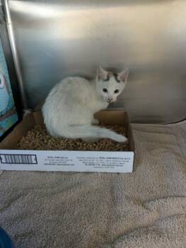 Rescue Domestic Short Hair Cats for Adoption in Gainesville, Florida - Cheerio | PetCurious