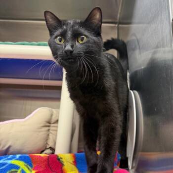 Scotcheroos -  Domestic Short Hair Cat for Adoption in Detroit Lakes, Minnesota - Scotcheroos | PetCurious