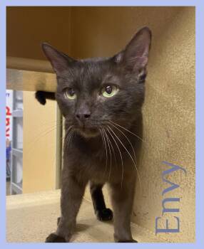 Rescue Tabby Cats for Adoption in Lawton, Oklahoma - ENVY | PetCurious