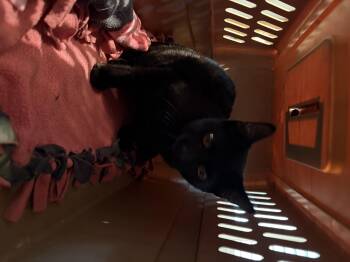 Domestic Short Hair Cats Available for Adoption in Fennville, Michigan - David | PetCurious