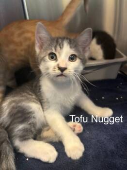 Tofu Nugget -  Domestic Short Hair Cat for Adoption in Topsham, Maine - Tofu Nugget | PetCurious