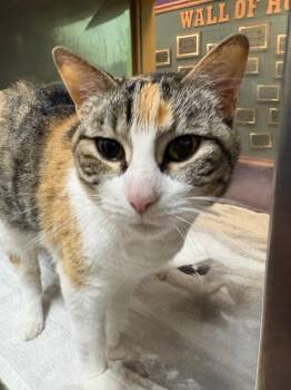 Kitty / Callie -  Domestic Short Hair Cat for Adoption in Little Rock, Arkansas - Kitty / Callie | PetCurious