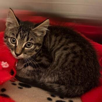 Yogurt -  Domestic Short Hair Cat for Adoption in Council Bluffs, Iowa - Yogurt | PetCurious
