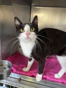 Patty -  Domestic Short Hair Cat for Adoption in Pomona, New York - Patty | PetCurious