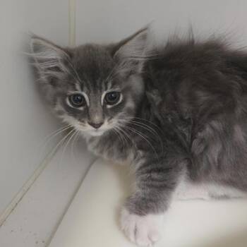Poodle -  Domestic Long Hair Cat for Adoption in Los Angeles, California - Poodle | PetCurious