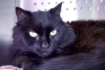 Rescue Domestic Long Hair Cats for Adoption in Cullowhee, North Carolina - Janie | PetCurious