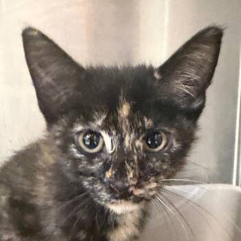 Amethyst -  Domestic Short Hair Cat for Adoption in Port Charlotte, Florida - Amethyst | PetCurious