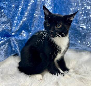 Chevron -  Domestic Short Hair Cat for Adoption in Clarkesville, Georgia - Chevron | PetCurious