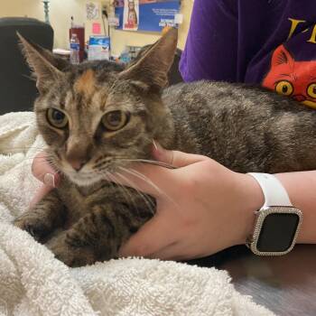 Domestic Short Hair Cats Available for Adoption in Monroe, Louisiana - Vendler | PetCurious