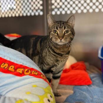 Comet -  Domestic Short Hair Cat for Adoption in Portage, Michigan - Comet | PetCurious