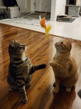 Domestic Short Hair Cats Available for Adoption in Burlington, Washington - Ace | PetCurious