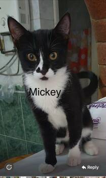 Rescue Domestic Short Hair and Tuxedo Cats for Adoption in Brampton, Ontario - 3 Kittens Mickey, Chico And Blossom | PetCurious