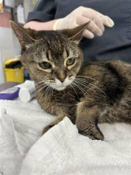 Domestic Short Hair Cats Available for Adoption - Vicious (Vichy) | PetCurious