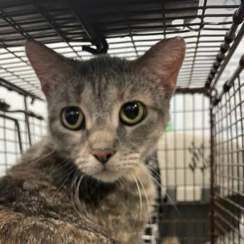 Domestic Short Hair Cats Available for Adoption in Des Moines, Iowa - Delores | PetCurious