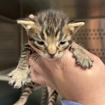 Domestic Short Hair Cats Available for Adoption in Saint Joseph, Missouri - Oregano | PetCurious