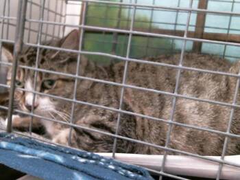 Domestic Short Hair Cats Available for Adoption in Houston, Texas - A2070542 | PetCurious