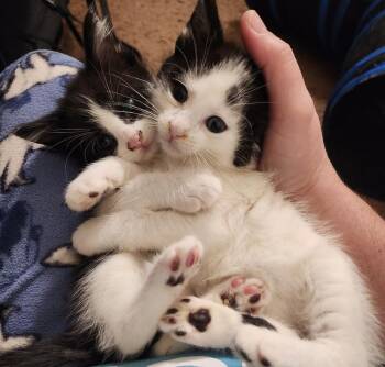 Snoopy -  Domestic Short Hair Cat for Adoption in Virginia Beach, Virginia - Snoopy | PetCurious