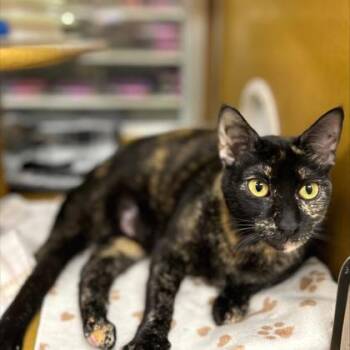 Rescue Domestic Short Hair Cats for Adoption in Carrollton, Texas - Queen Sunny | PetCurious