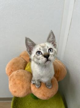Juliet -  Domestic Short Hair Cat for Adoption in Corpus Christi, Texas - Juliet | PetCurious