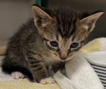 Reuben Rye -  Domestic Short Hair Cat for Adoption in Honolulu, Hawaii - Reuben Rye | PetCurious