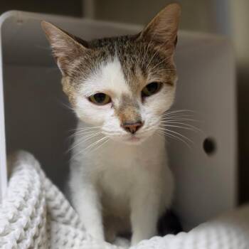 Luna -  Domestic Short Hair Cat for Adoption in Briarcliff Manor, New York - Luna | PetCurious